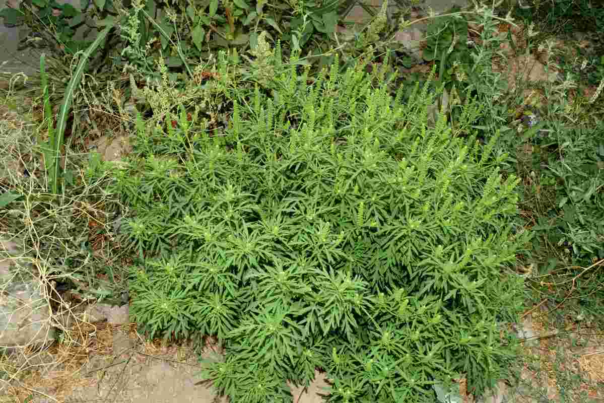 Амброзия полыннолистная