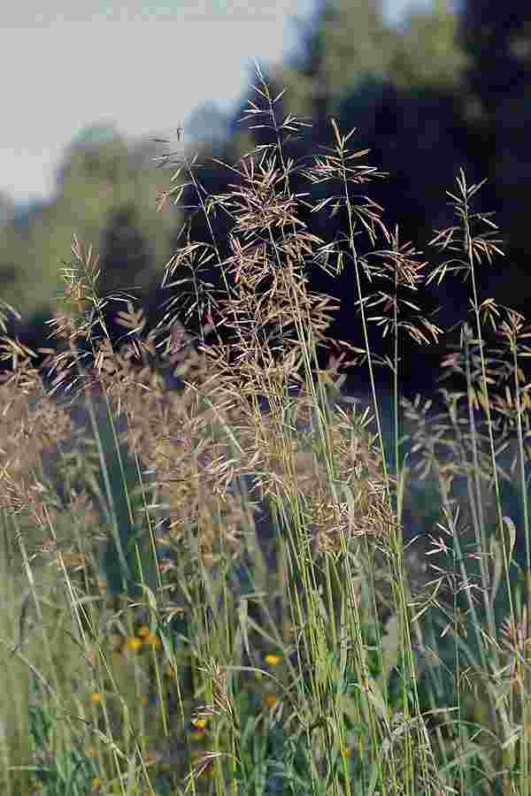 Кострец безостый