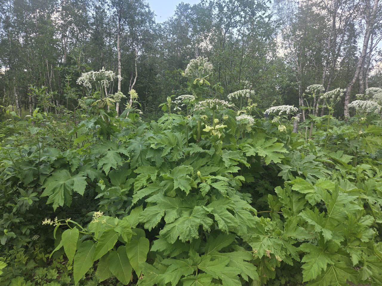 Борщевик Сосновского