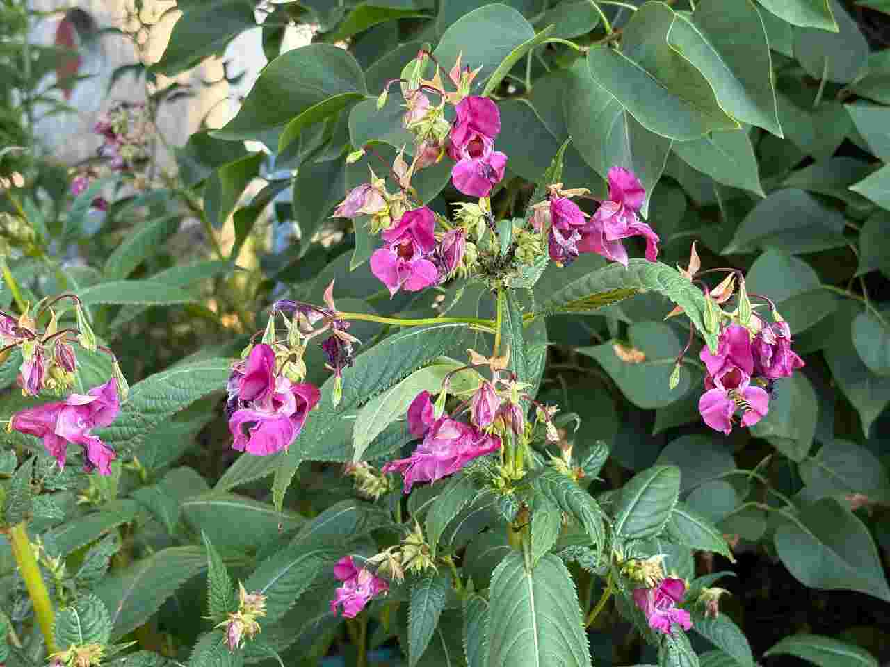 Недотрога железистая