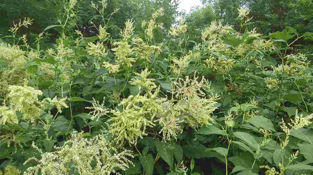 Кёнигия Вейриха