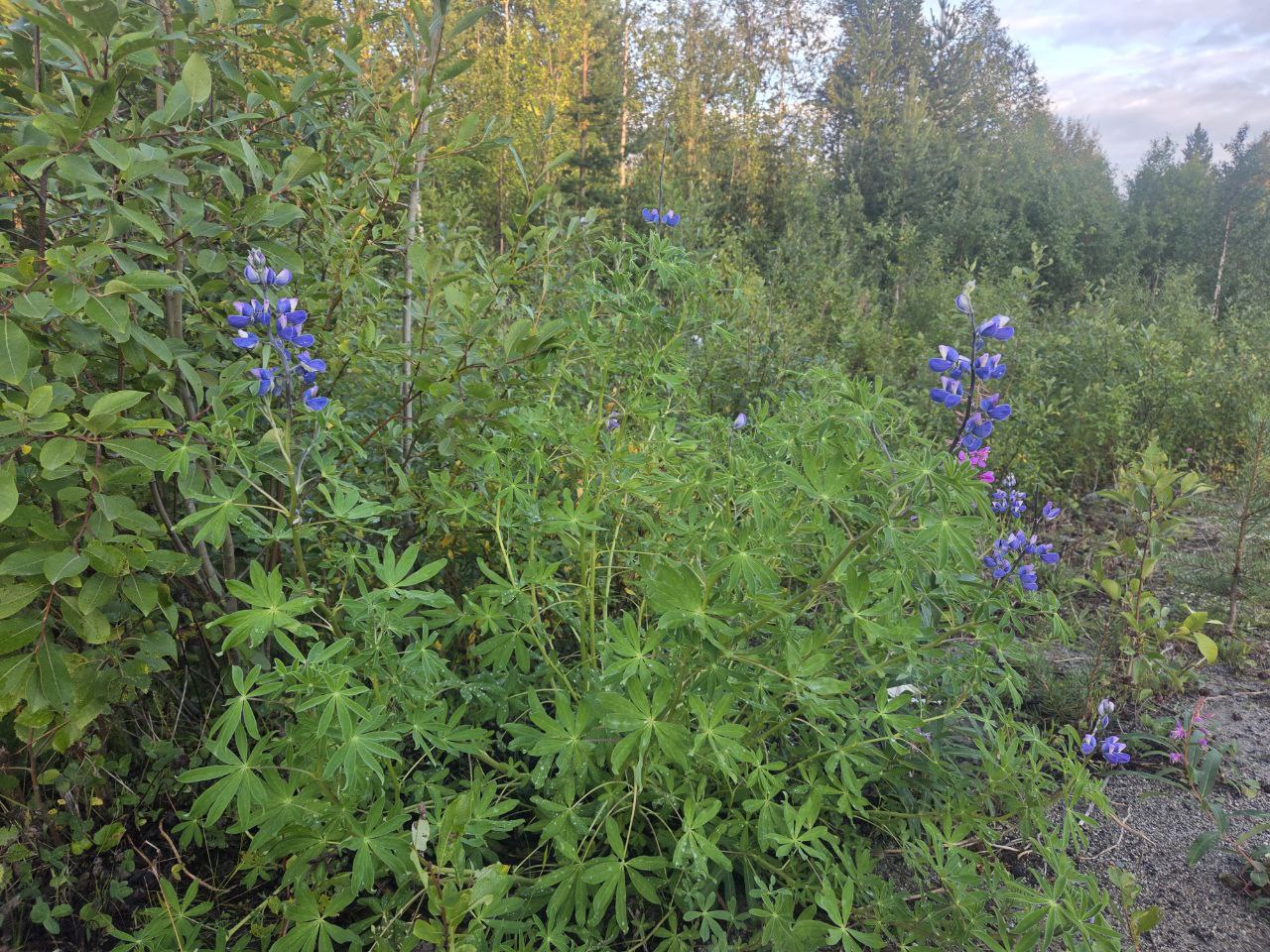 Люпин нутканский