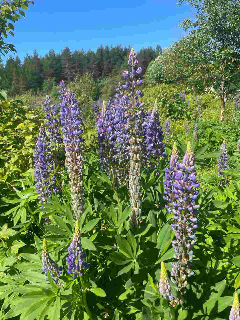 Люпин многолистный