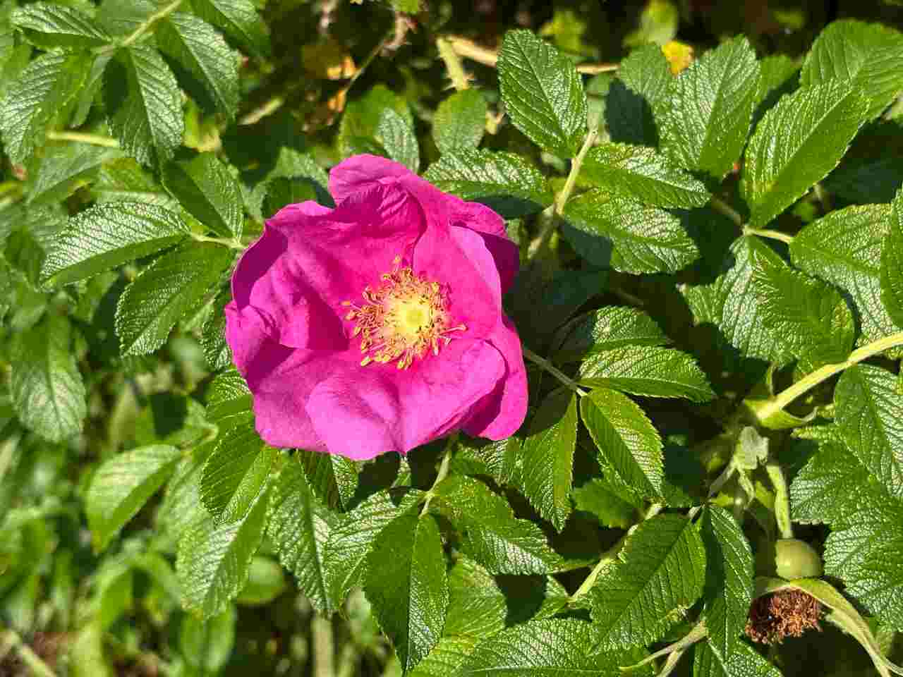 Шиповник (роза) морщинистая